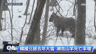 韓國北部去年大雪 瀕危山羊死亡率增