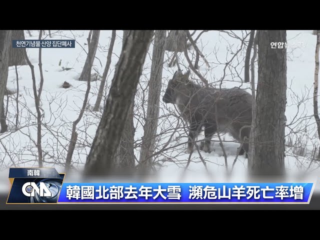 韓國北部去年大雪 瀕危山羊死亡率增