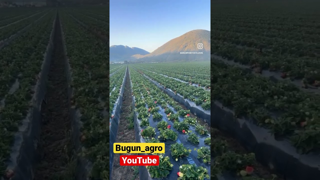 Bizni kuzatib boring! 