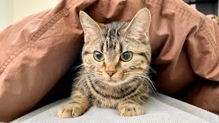 子猫が添い寝を要求してきて寝室に連行されましたw