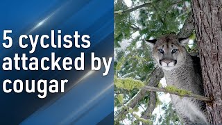 '100% saved their friend's life': Cyclists bravely defend against cougar attack on trail