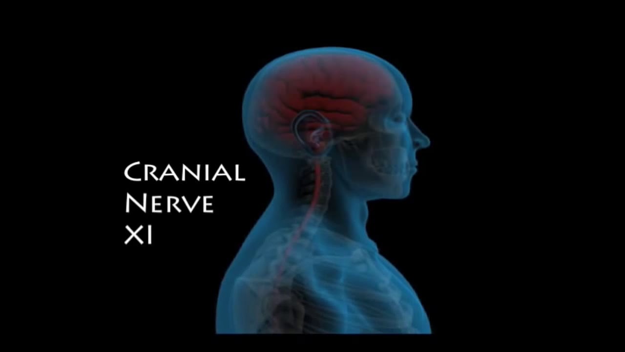 Frozen Shoulder Syndrome Explained and Treated. YouTube