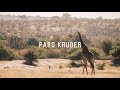Safari au parc kruger  afrique du sud 12