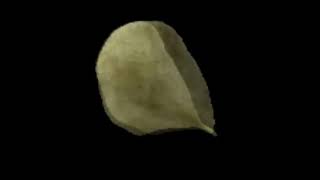 10 hours of chip spinning