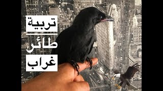 شاهدو كيفة تربية فراخ الغراب فالبيت & My Pet Crow