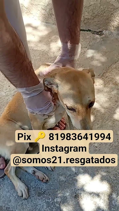 CADELA VIRA LATA COM TOSSI CANIS PRECISA URGENTE DE AJUDA #viralata #pets #modapet