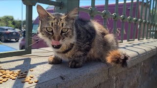 Very beautiful tabby cat with long hair.