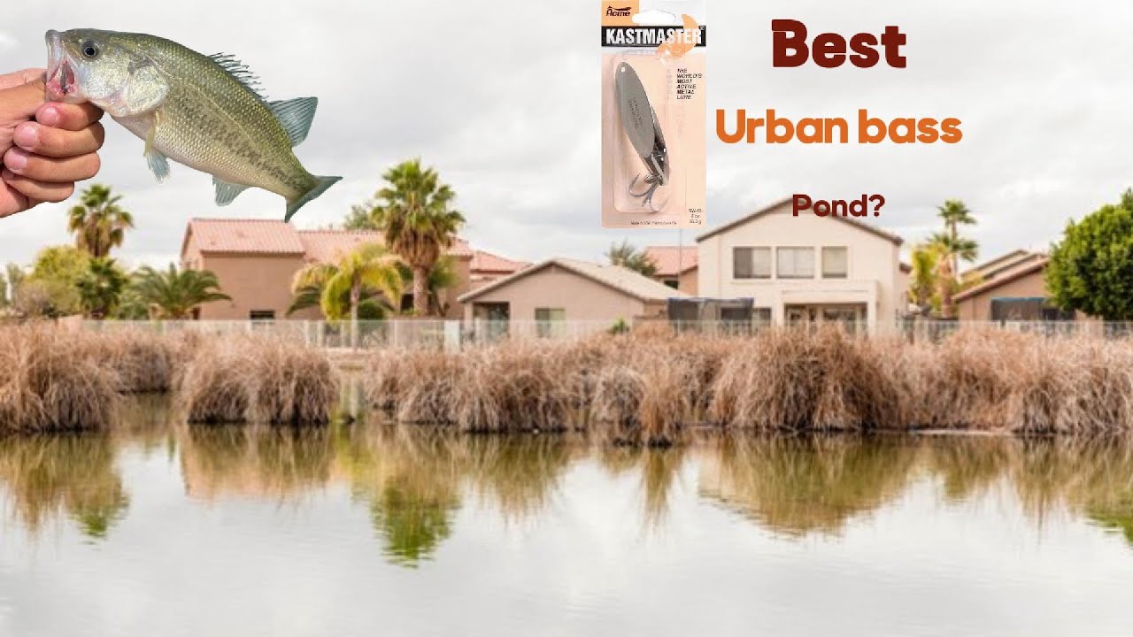 Bass Fishing At The Best Urban pond?!