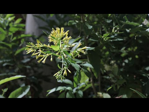 Video: Nezāļotu krustziežu augu ierobežošana - uzziniet, kā atpazīt krustziežu nezāles