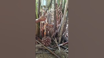 Harvesting Nipa palm fruit
