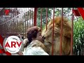 León que se hizo viral por abrazar a su cuidadora agoniza por depresión en un zoológico | Telemundo