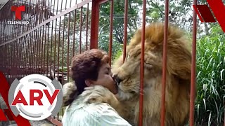 León que se hizo viral por abrazar a su cuidadora agoniza por depresión en un zoológico | Telemundo