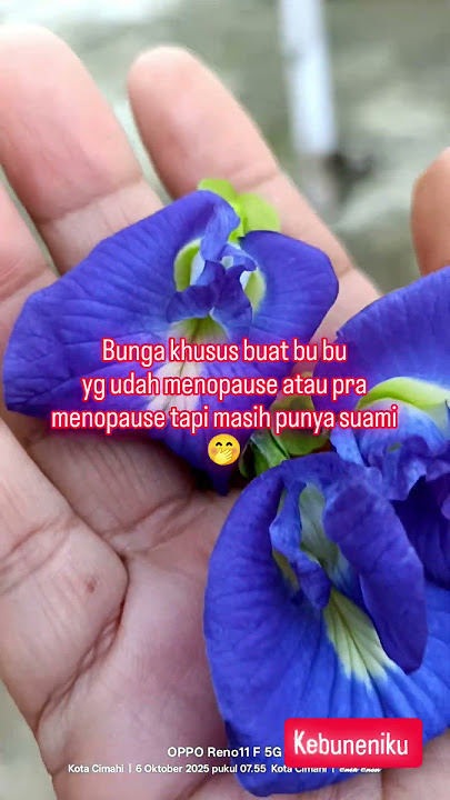 Bunga Telang di Kebuneniku #garden #bunga #manfaattumbuhan #berkebun #viral #shorts #video