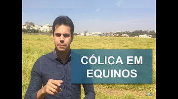 O que é bom quando o cavalo tá com dor de barriga?
