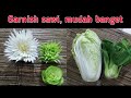 garnish sawi putih dan sawi sendok // garnish tumpeng