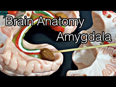 Анатомия мозга: миндалина (на английском языке)