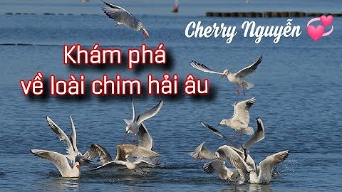 Khám phá về loài chim hải âu // Cute Animals // Cherry Nguyễn