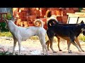 RuralDogs!! Group Dogs make sweet love With Cambodia Akita Female Dog In Middle Village