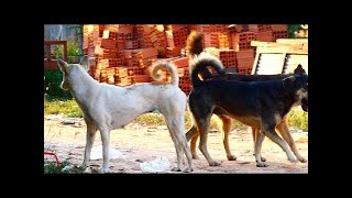 RuralDogs!! Group Dogs make sweet love With Cambodia Akita Female Dog In Middle Village