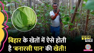 Bihar में मगही पान की खेती से कितनी कमाई? इस किसान ने सबकुछ समझा दिया | Lok Sabha Election 2024