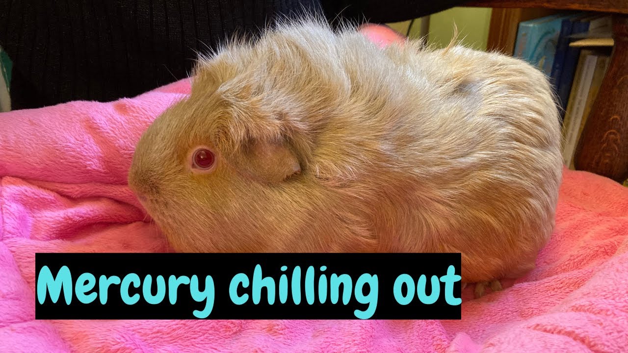 Relax with Mercury our Guinea Pig Bucks Guinea Pig Talks YouTube