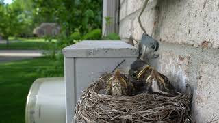 bird9 American Robin Nest | Nestlings | 美洲知更鸟 | 小鸟喂食