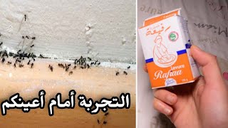 تهنيت من النمل بلا منقتلو 🐜أجيو تشوفو طريقة مباشرة في الفيديو😨