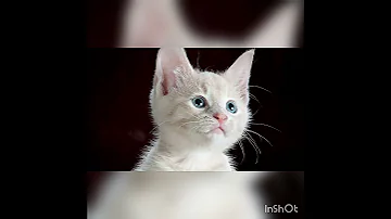 صوت قطة 