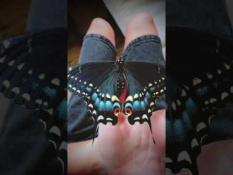 Black Swallowtail Papilio Polyxenes Amazing Butterfly Close Up Метелик Nature Wildlife