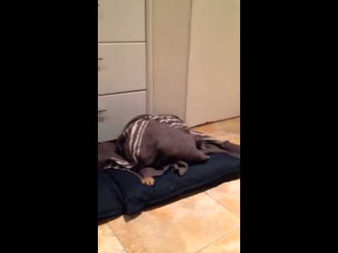 very-funny---dog-under-blanket-growling-at-owners-foot