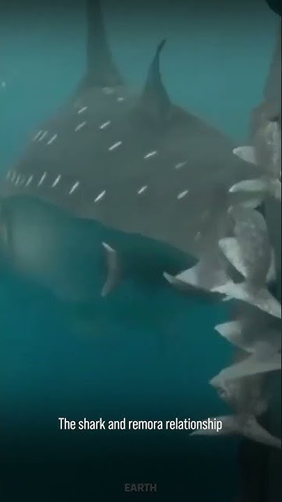 the-lemon-shark-is-a-relatively-friendly-shark-howstuffworks
