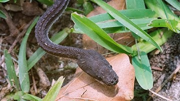 Dragon Snake ( Xenodermus javanicus ) or Javan mudsnake