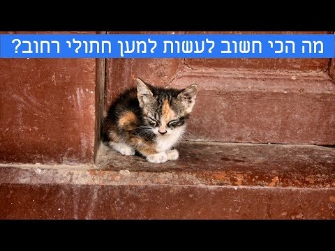 חתולי רחוב בישראל!! האם לעקר ולסרס? ואיך לעזור להם?