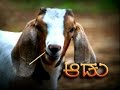 Goat Farming (Kannada)