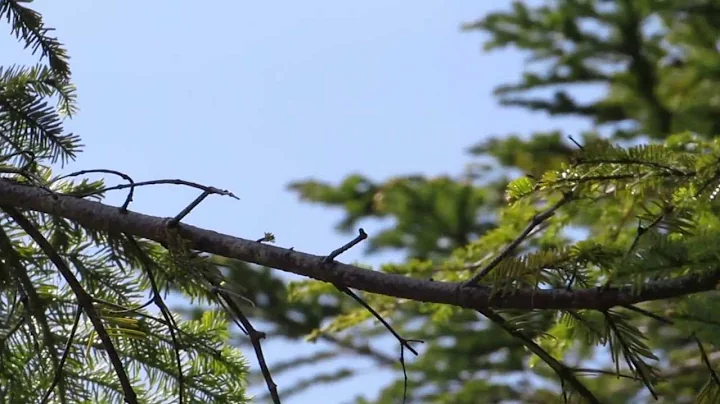 ◎ Gray Jay カナダカケス