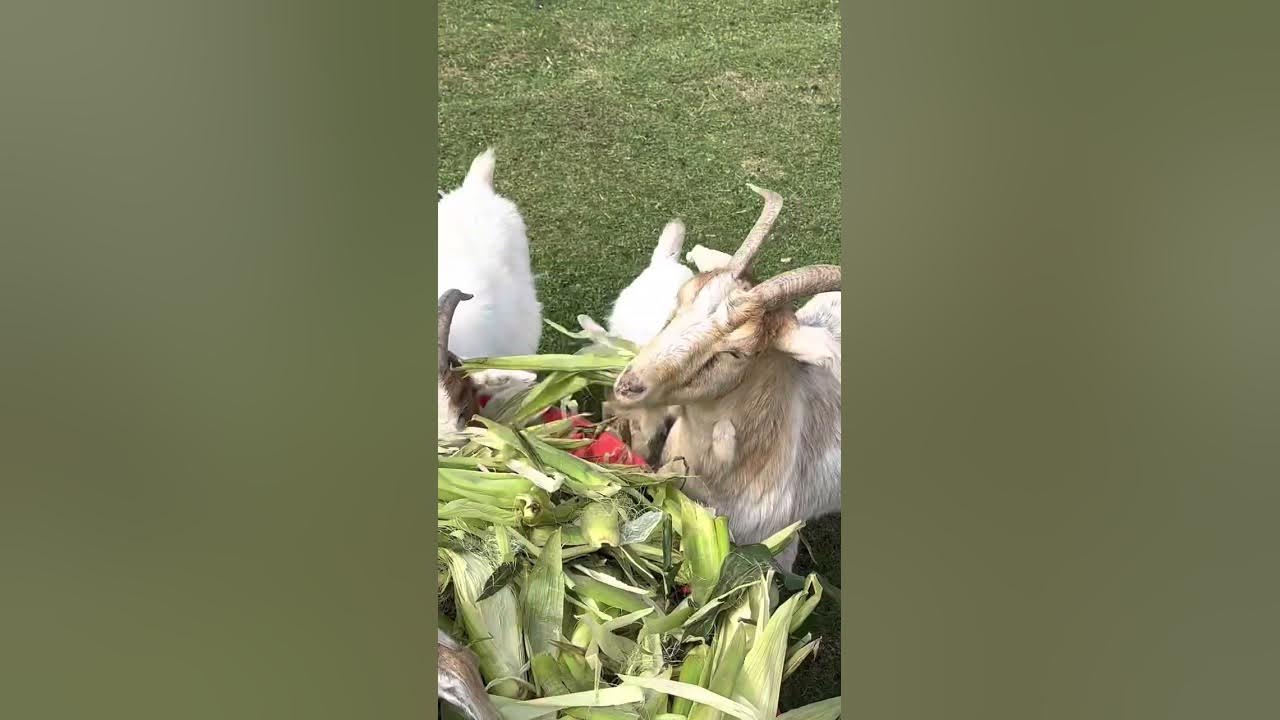 Corey at The Rylee Ranch Do goats like corn husks? Goat eat corn husks