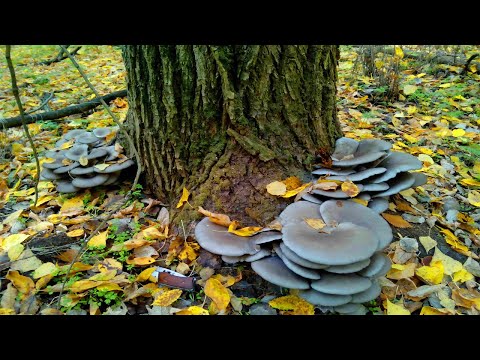 Mushroom picking - oyster mushroom