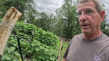 Easy DIY Cucumber Trellis for easy harvesting