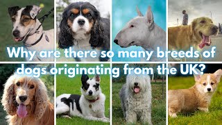 74 Dog Breeds of The United Kingdom