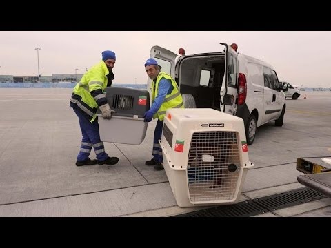 Video: Wie Transportiert Man Tiere Im Flugzeug?