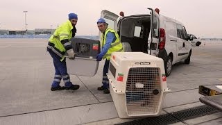 Frankfurt Airport Reportage - Tiere am Flughafen