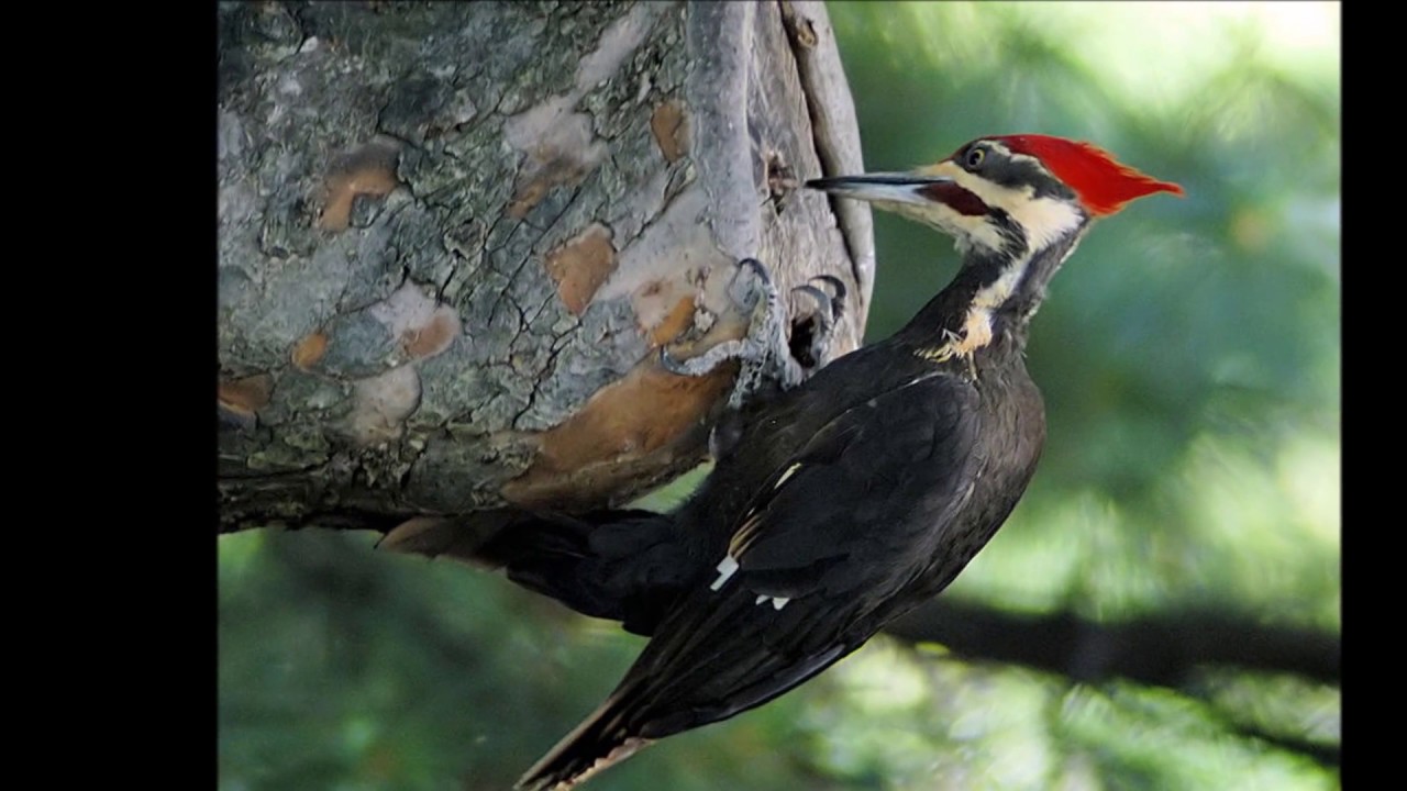 Les Oiseaux Le Pic Bois