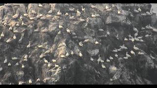 Alderney Island Live | Gannet Cam - Ocean Wildlife Webcam | 2026-08-12