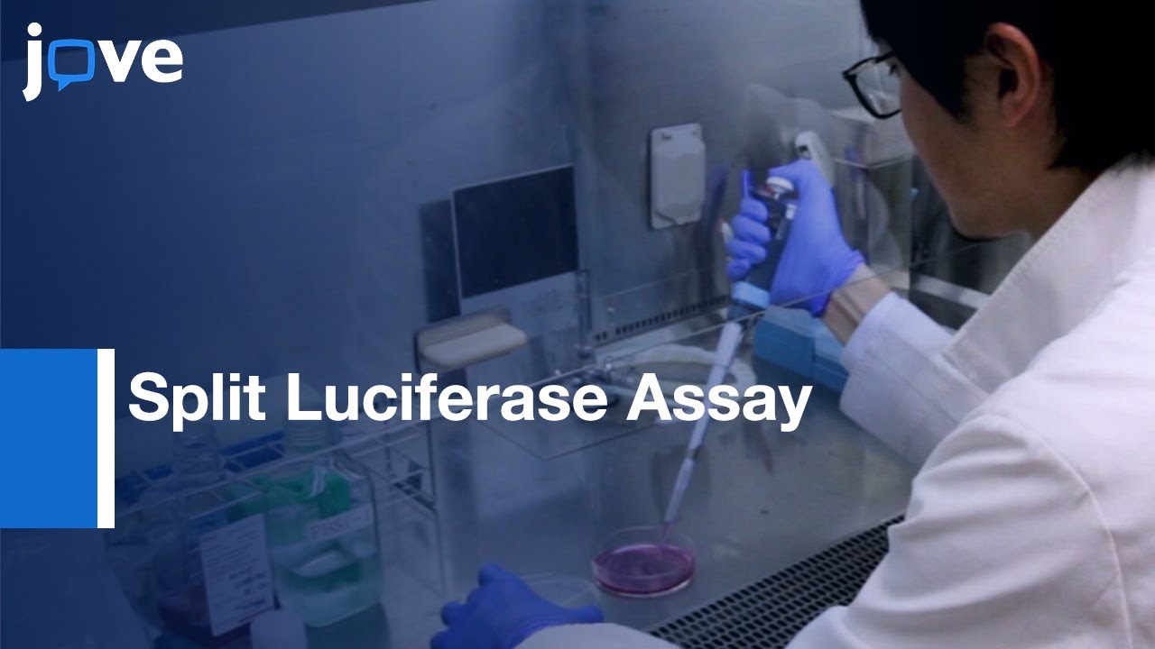 Split Luciferase Assay for Inhibitors of the HBx-DDB1 Interaction | Protocol Preview