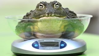 Animal Weigh-in at London Zoo | Uzoo