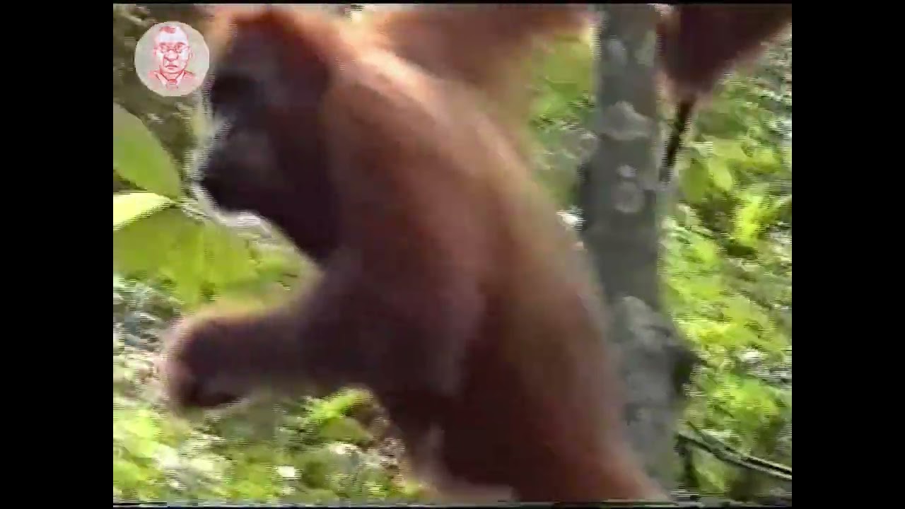 Orang Utan im Regenwald, Nationalpark Gunung Leuser, Sumatra (1999)
