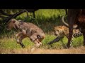 Leopard attack a Buffalo calf - Yala National park