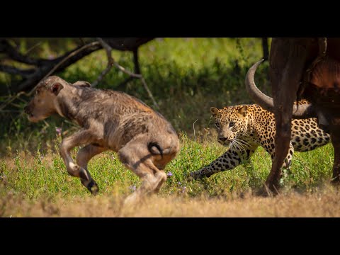 Leopard attack a Buffalo calf - Yala National park