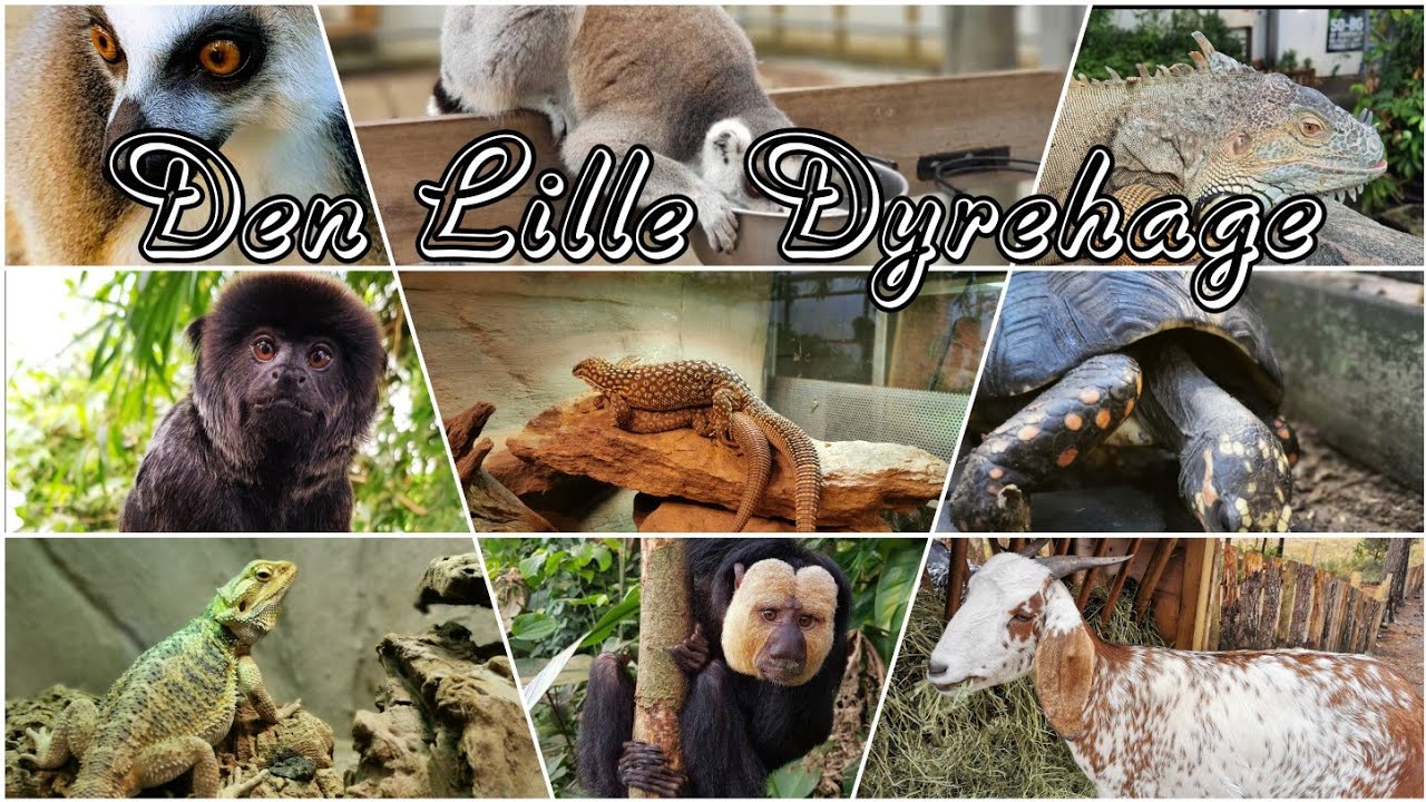 Den Lille Dyrehage | The Little Zoo