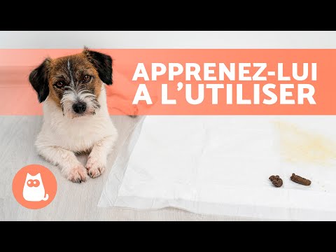 How to teach a PUPPY to do its business on the POT 🐶✅